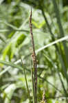 Shoreline sedge